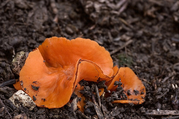 tanierovka oranžová Aleuria aurantia (Pers.) Fuckel