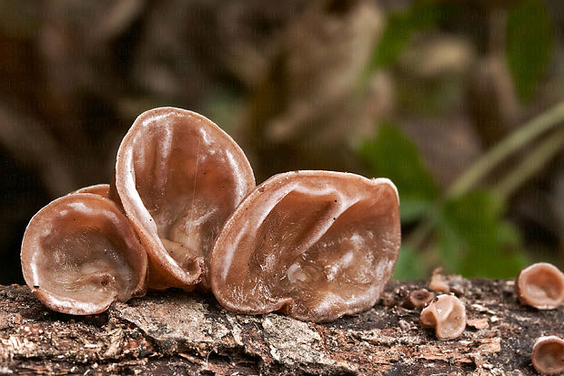 uchovec bazový Auricularia auricula-judae (Bull.) Quél.