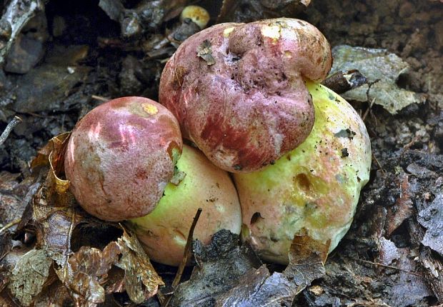 hríb nádherný Butyriboletus fuscoroseus (Smotl.) Vizzini & Gelardi