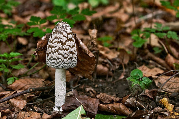 hnojník strakatý Coprinopsis picacea (Bull.) Redhead, Vilgalys & Moncalvo