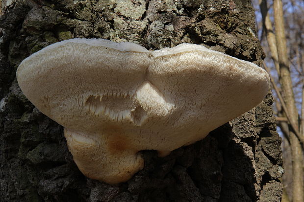 šťavnatec modrastý Cyanosporus caesius (Schrad.) McGinty