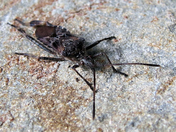 obrubnica americká Leptoglossus occidentalis