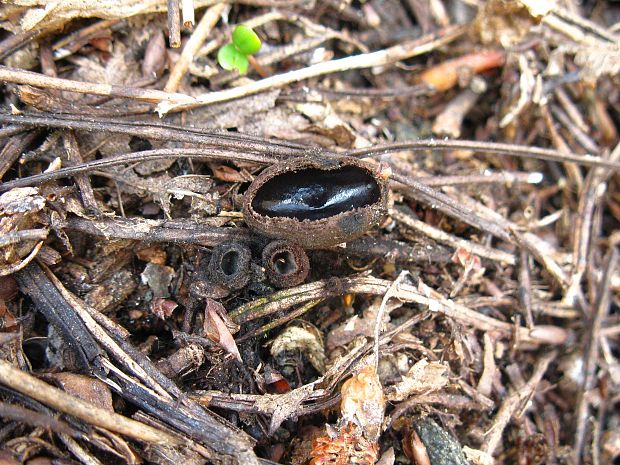 misôčka černastá Pseudoplectania nigrella (Pers.) Fuckel