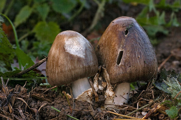 pošvovec obyčajný Volvopluteus gloiocephalus (DC.) Vizzini, Contu & Justo