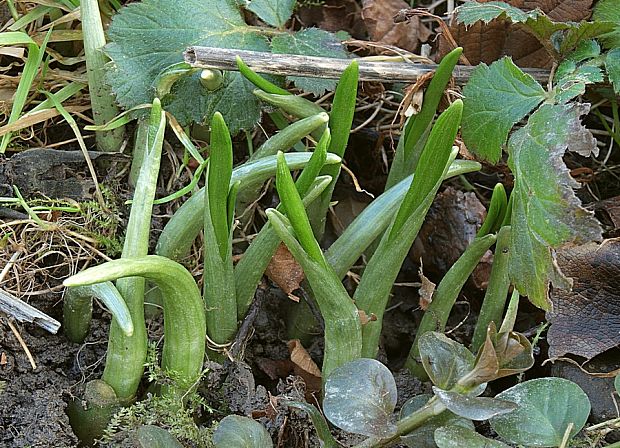 cesnak medvedí Allium ursinum L.