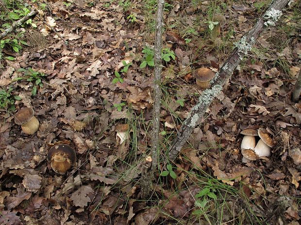 hríb bronzový Boletus aereus Bull. ex Fr.