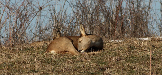 srna lesná Capreolus capreolus