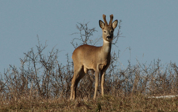 srnec lesný Capreolus capreolus