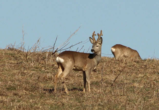 srnec lesný Capreolus capreolus