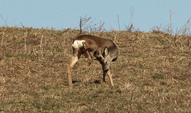 srnec lesný Capreolus capreolus