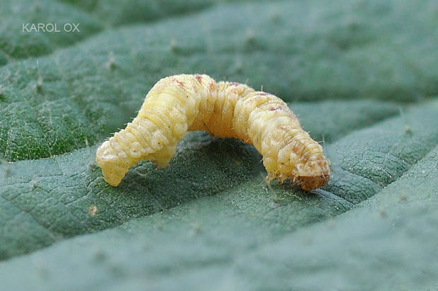 kvetnatka Eupithecia sp.