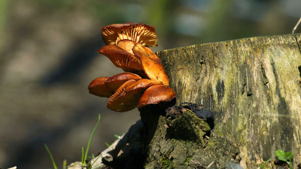 penízovka sametonohá Flammulina velutipes (Curtis) Singer