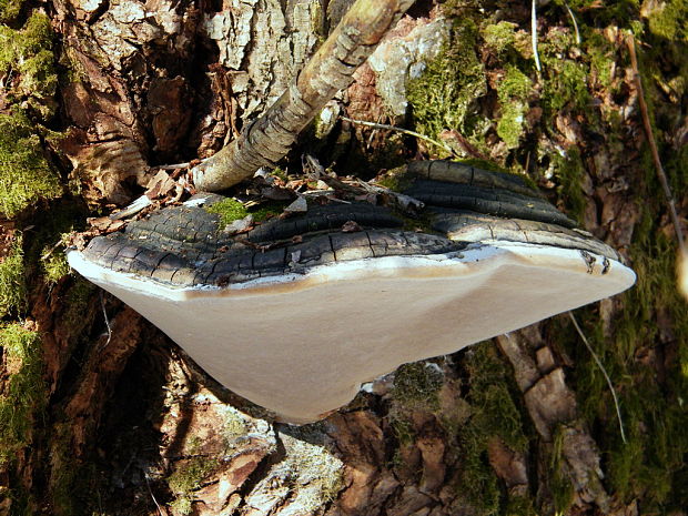 ohňovec obyčajný Phellinus igniarius (L.) Quél.
