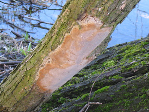 ohňovec Phellinus sp.