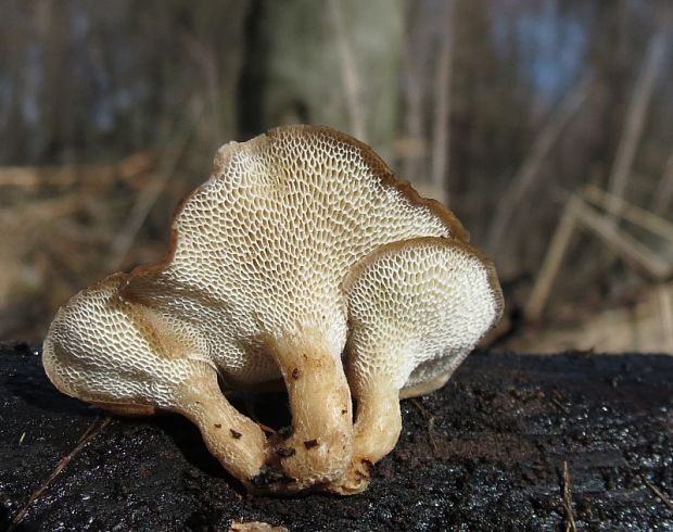 trúdnik Polyporus sp.