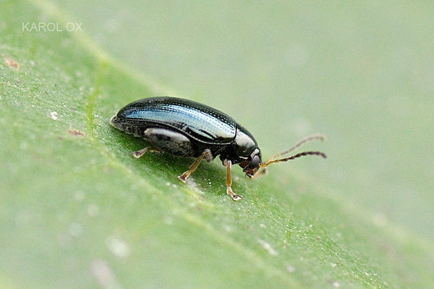 liskavka Psylliodes cf. chrysocephalus