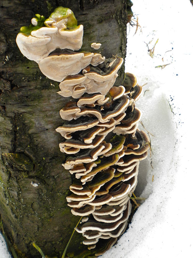 trúdnikovec pestrý Trametes versicolor (L.) Lloyd