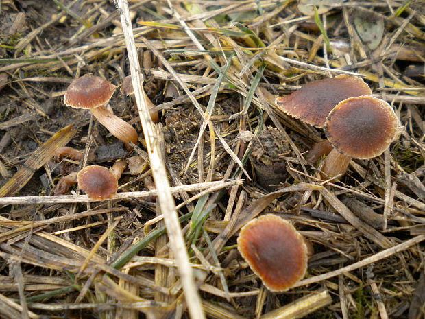 smeťovka Tubaria sp.