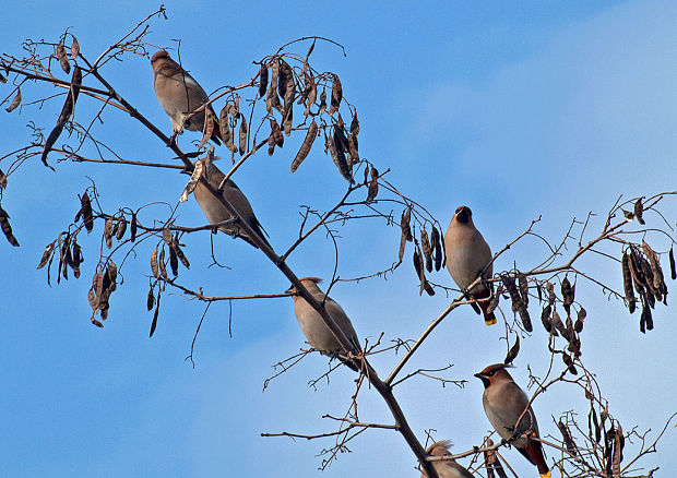 chochláč severský Bombycilla garrulus