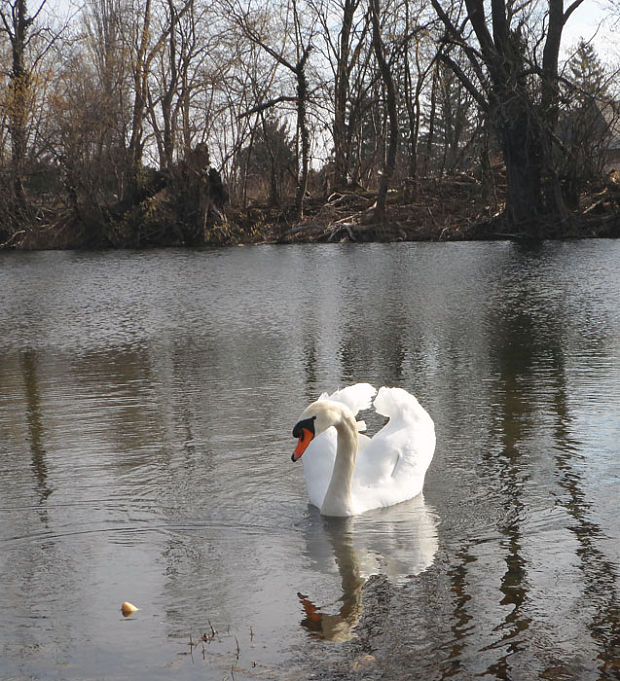 labuť hrbozobá Cygnus olor