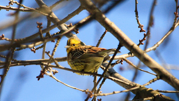 strnádka žltá  Emberiza citrinella