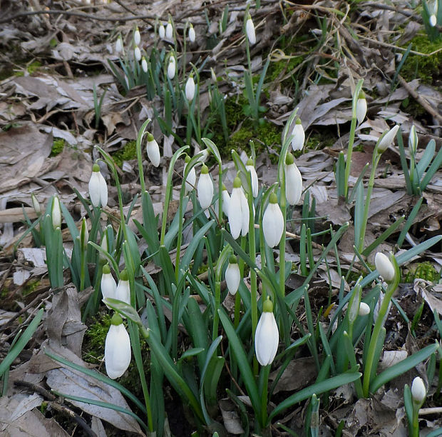 snežienka jarná Galanthus nivalis L.