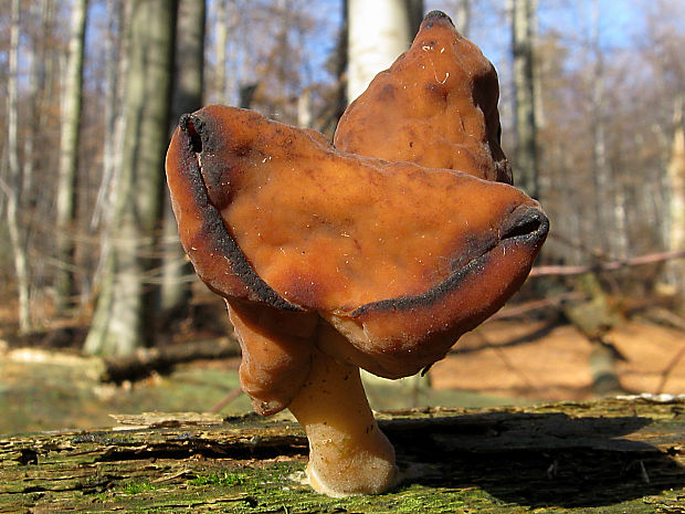 ušiak mitrovitý/Ucháč čepcovitý  Gyromitra infula (Schaeff.) Quél.