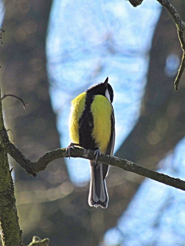 sýkorka veľká-sýkora koňadra  Parus major