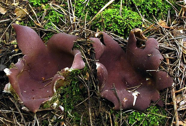 tulipánovka fialová Sarcosphaera coronaria (Jacq.) J. Schröt.