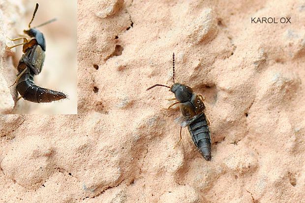 drobčík Aleochara sp.