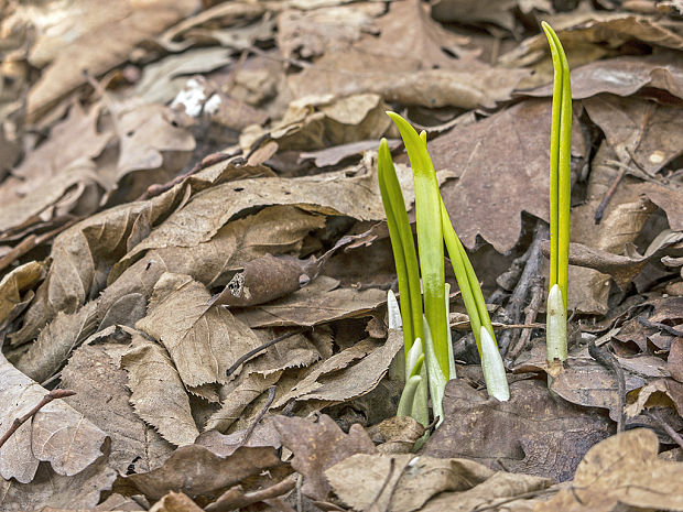 cesnak medvedí Allium ursinum L.