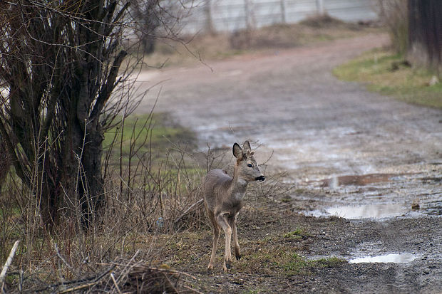 srna lesná Capreolus capreolus