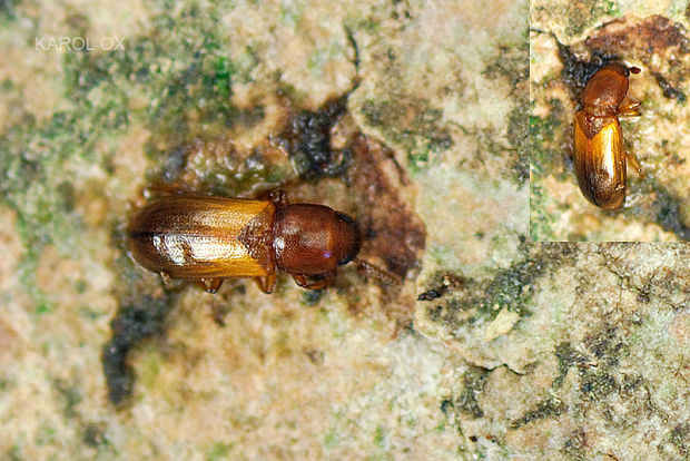 potemník Corticeus cf. versipellis