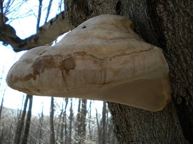 práchnovec kopytovitý Fomes fomentarius (L.) J.J. Kickx