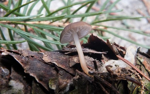 peniazočka smreková Strobilurus esculentus (Wulfen) Singer