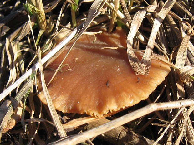 smeťovka Tubaria sp.