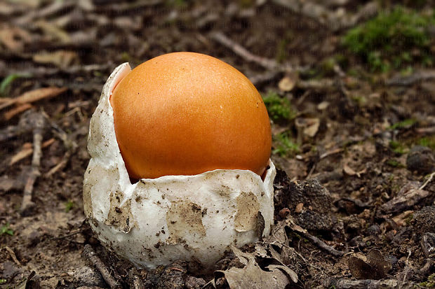 muchotrávka cisárska Amanita caesarea (Scop.) Pers.