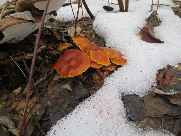 plamienka Flammulina sp.