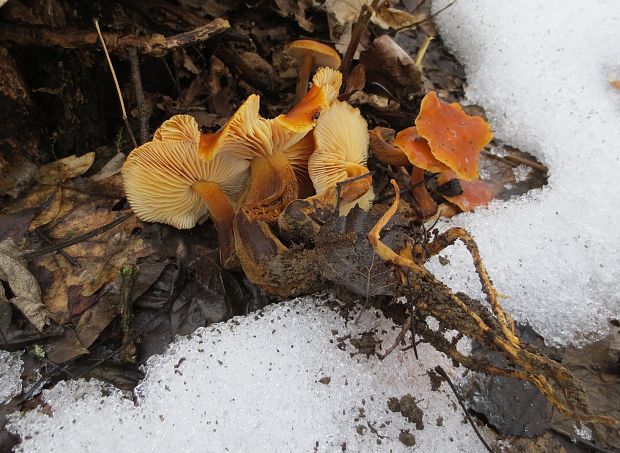 plamienka Flammulina sp.