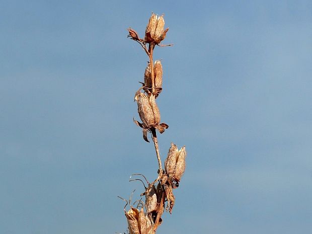 ľubovník bodkovaný Hypericum perforatum L.