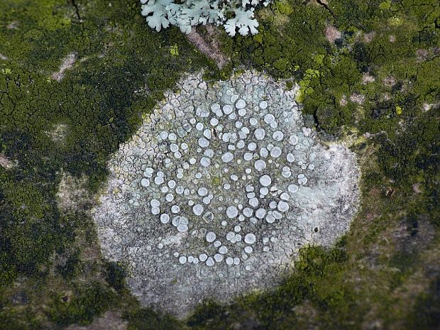 lekanora hrabová Lecanora carpinea (L.) Vain.