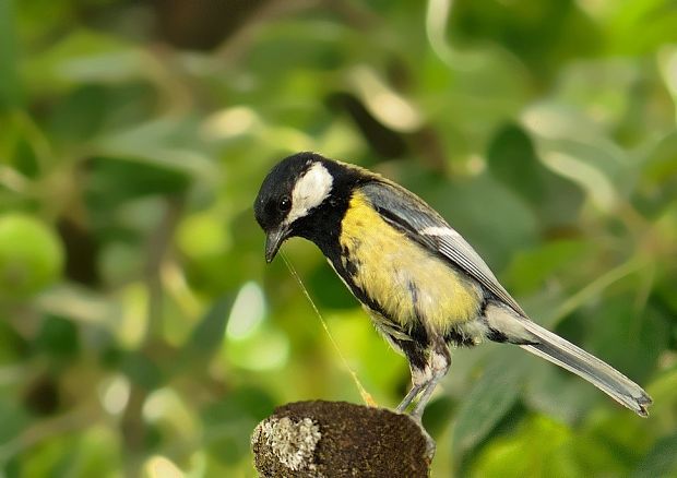 sýkorka bielolíca Parus major