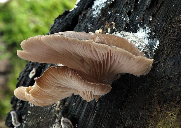 hliva ustricovitá Pleurotus ostreatus (Jacq.) P. Kumm.