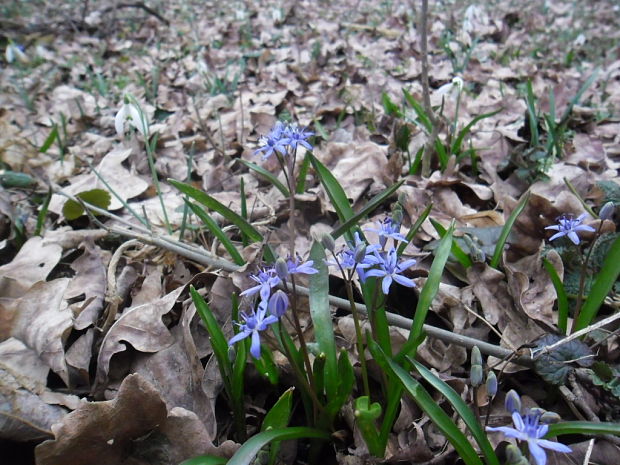 scila viedenská Scilla vindobonensis Speta