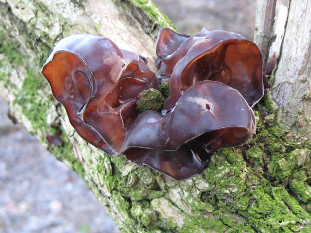 uchovec bazový Auricularia auricula-judae (Bull.) Quél.