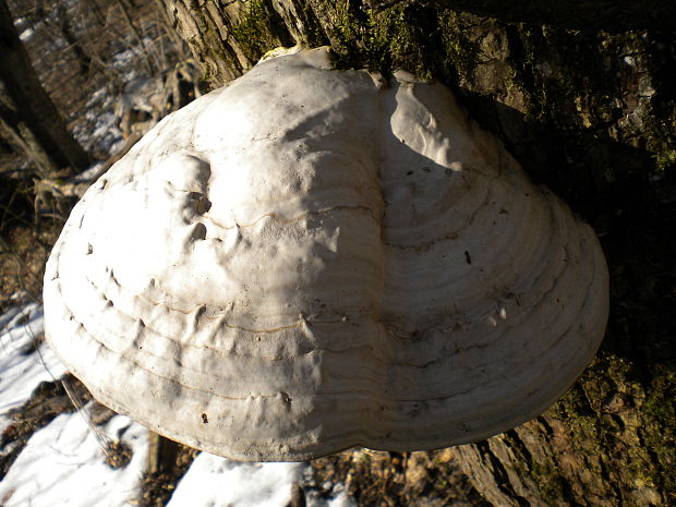 práchnovec kopytovitý Fomes fomentarius (L.) J.J. Kickx