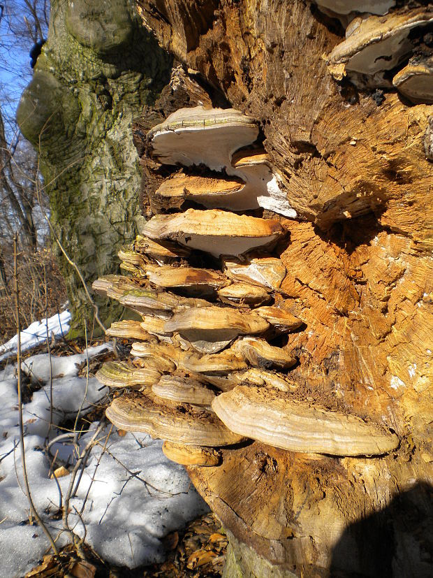 lesklokôrovka plochá Ganoderma applanatum (Pers.) Pat.