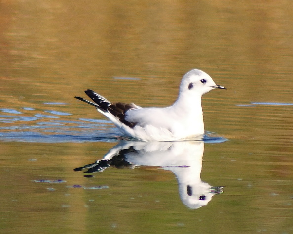 čajka malá Larus minutus