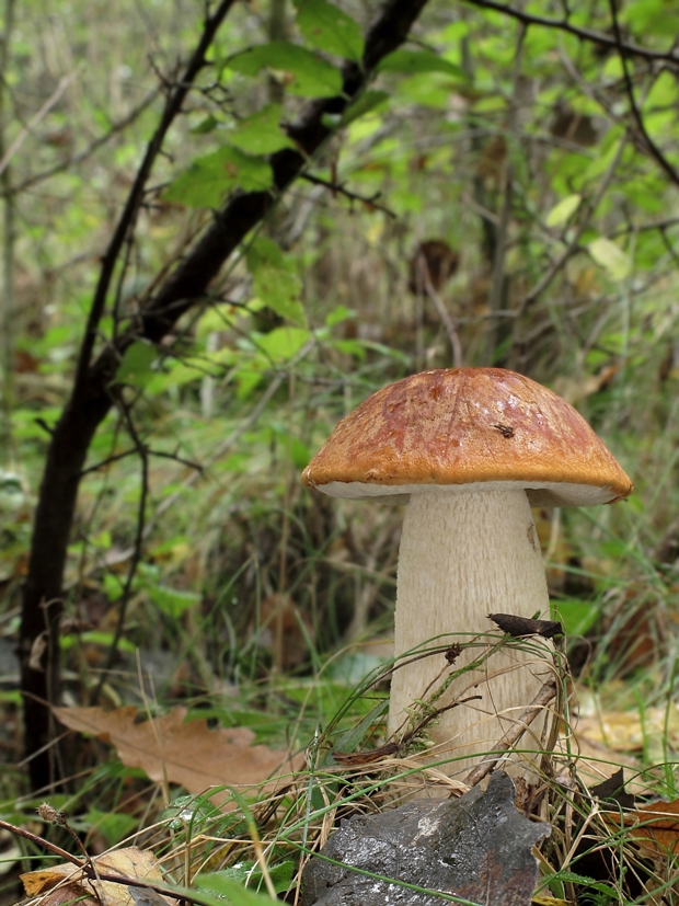 kozák osikový Leccinum albostipitatum den Bakker & Noordel.