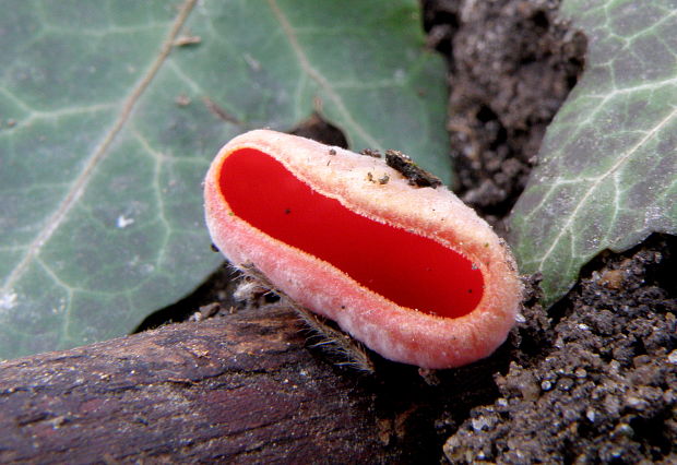 ohnivec Sarcoscypha sp.